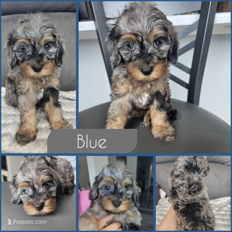 Blue- $2500 if reserved by 8/23 – Cockapoo puppy for sale in Zanesville, OH