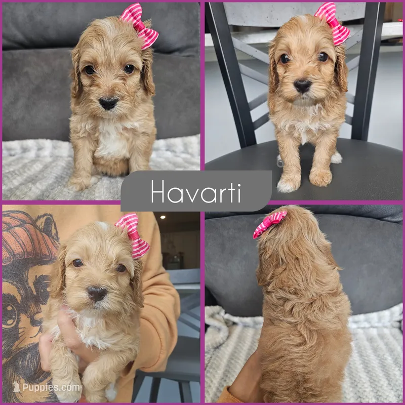 Havarti – Cockapoo puppy for sale in Zanesville, OH