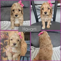 Havarti, a female Cockapoo for sale in Zanesville, OH – 1 of 1