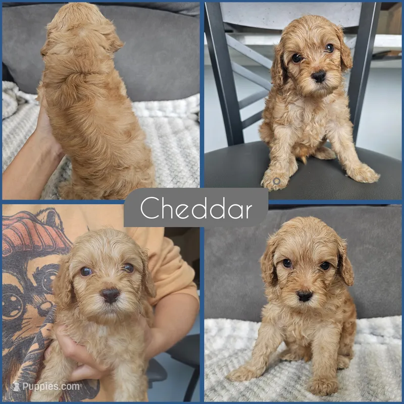 Cheddar – Cockapoo puppy for sale in Zanesville, OH
