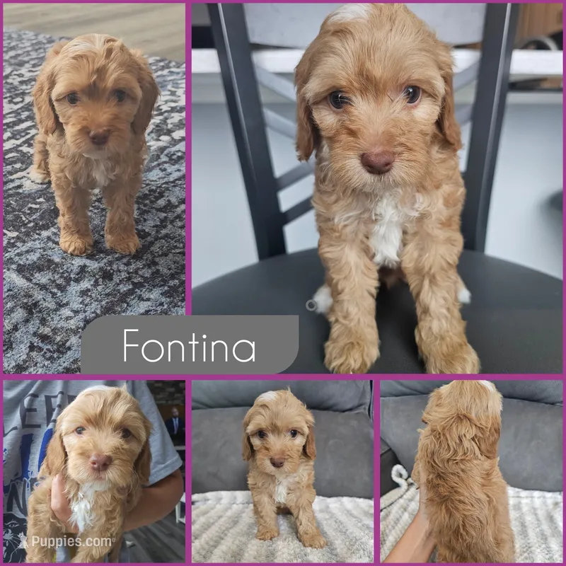 Fontina – Cockapoo puppy for sale in Zanesville, OH
