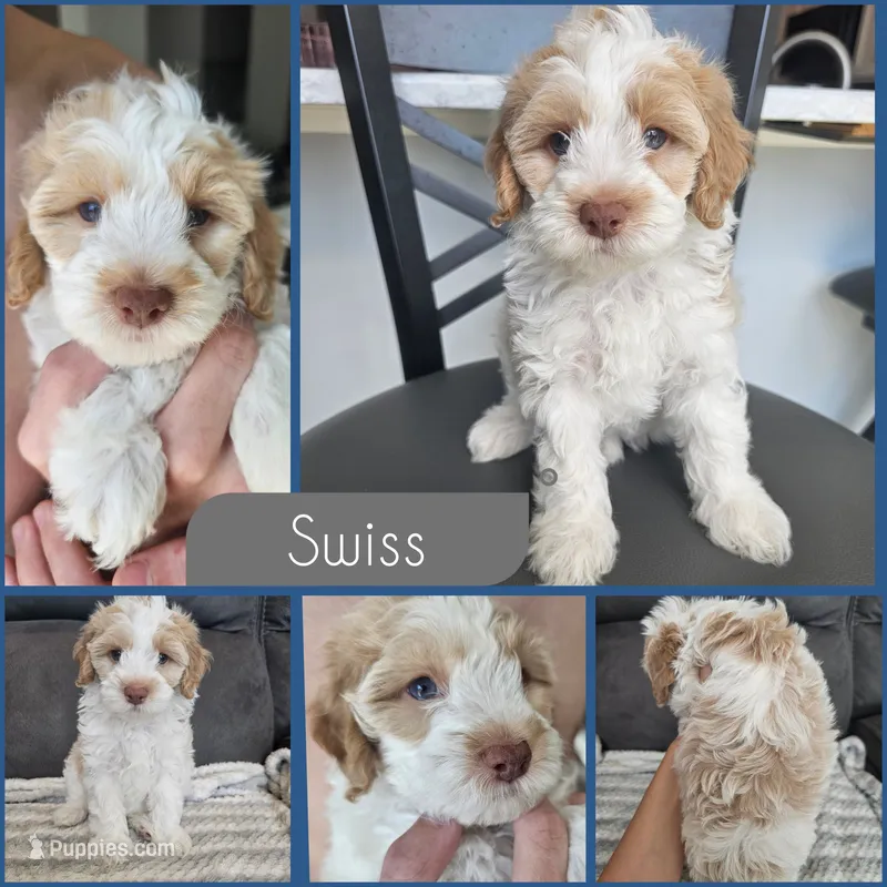 Swiss – Cockapoo puppy for sale in Zanesville, OH