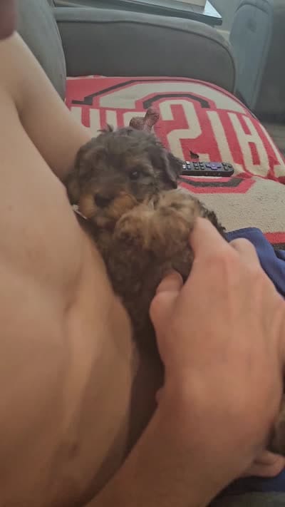 Gouda- $2500 if reserved by 8/23, a male Cockapoo for sale in Zanesville, OH – 3 of 4