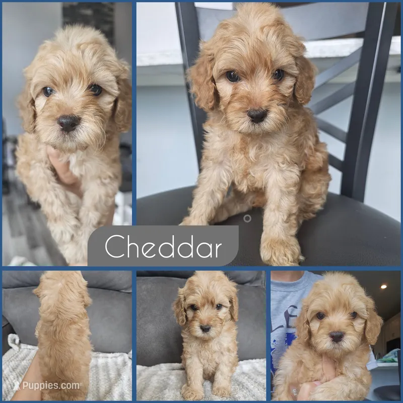 Cheddar – Cockapoo puppy for sale in Zanesville, OH