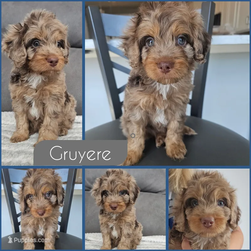 Gruyere – Cockapoo puppy for sale in Zanesville, OH