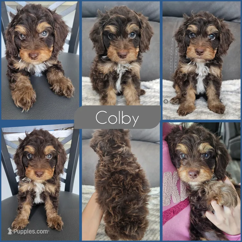 Colby- $2200 if reserved by 8/23 – Cockapoo puppy for sale in Zanesville, OH
