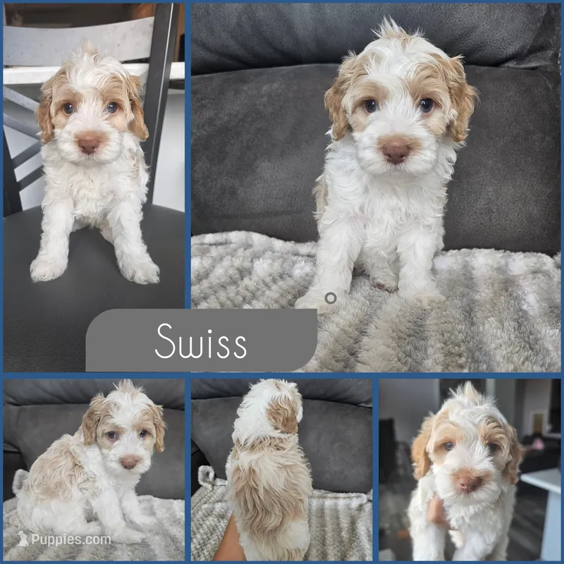 Swiss – Cockapoo puppy for sale in Zanesville, OH
