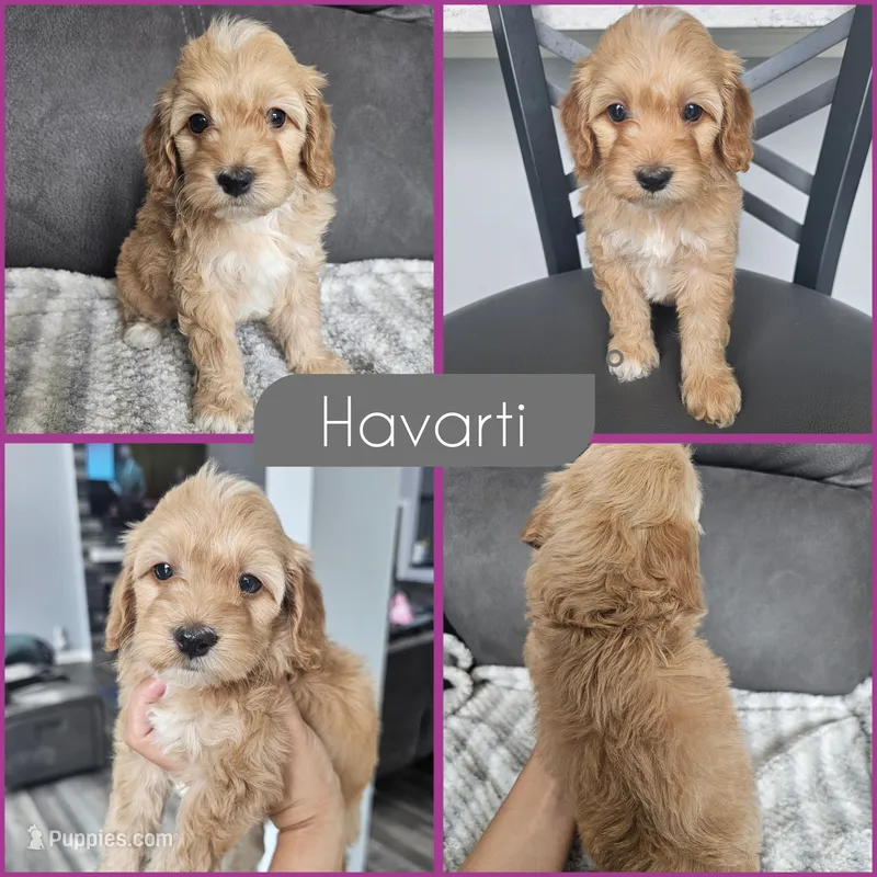 Havarti – Cockapoo puppy for sale in Zanesville, OH