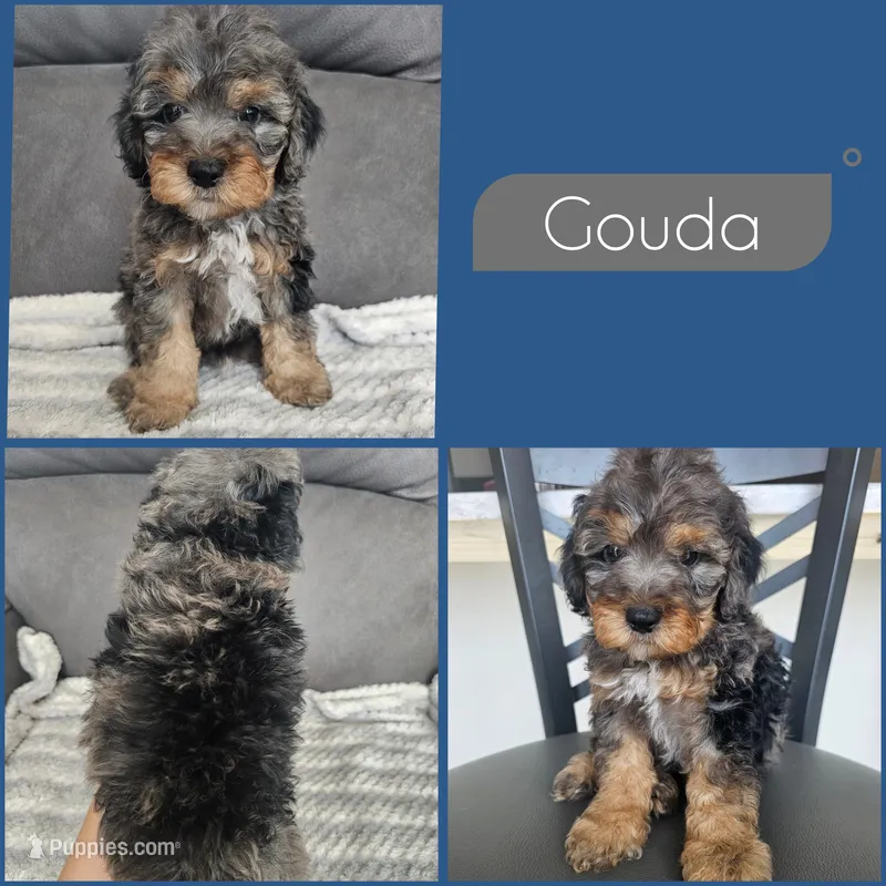 Gouda- $2500 if reserved by 8/23 – Cockapoo puppy for sale in Zanesville, OH