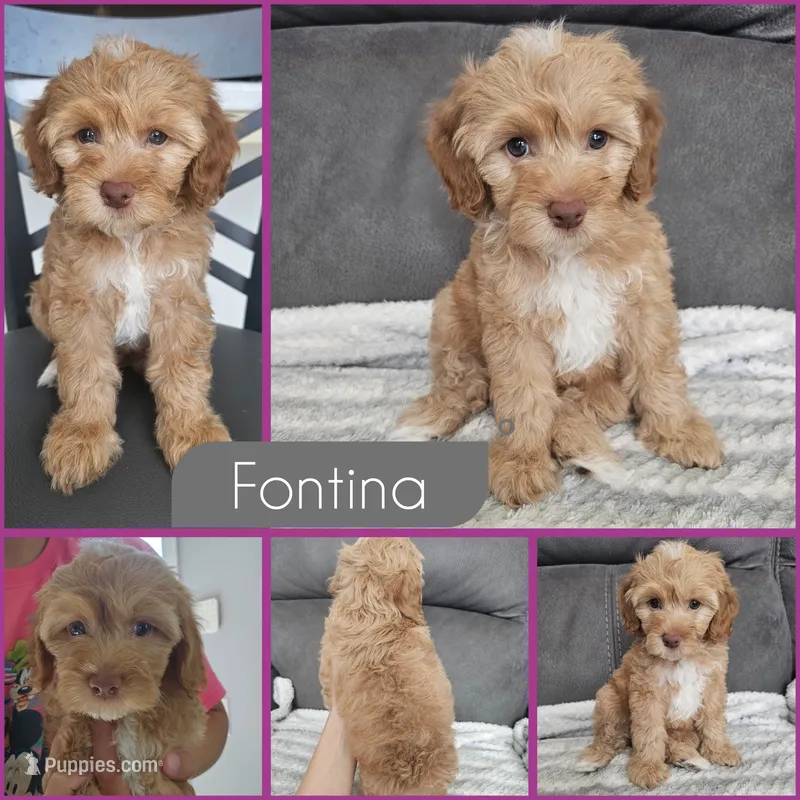 Fontina – Cockapoo puppy for sale in Zanesville, OH