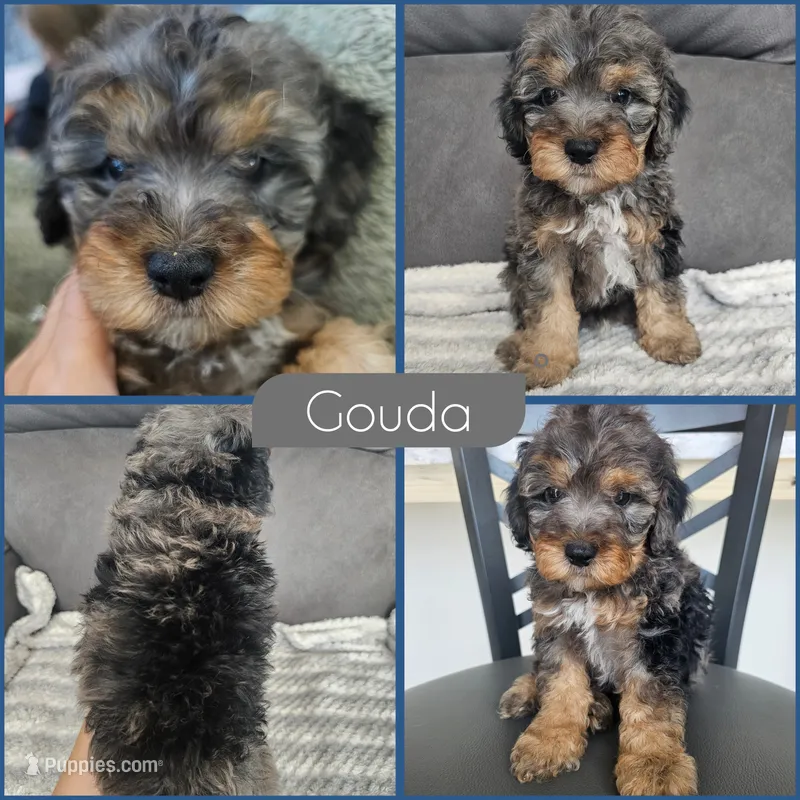 Gouda – Cockapoo puppy for sale in Zanesville, OH