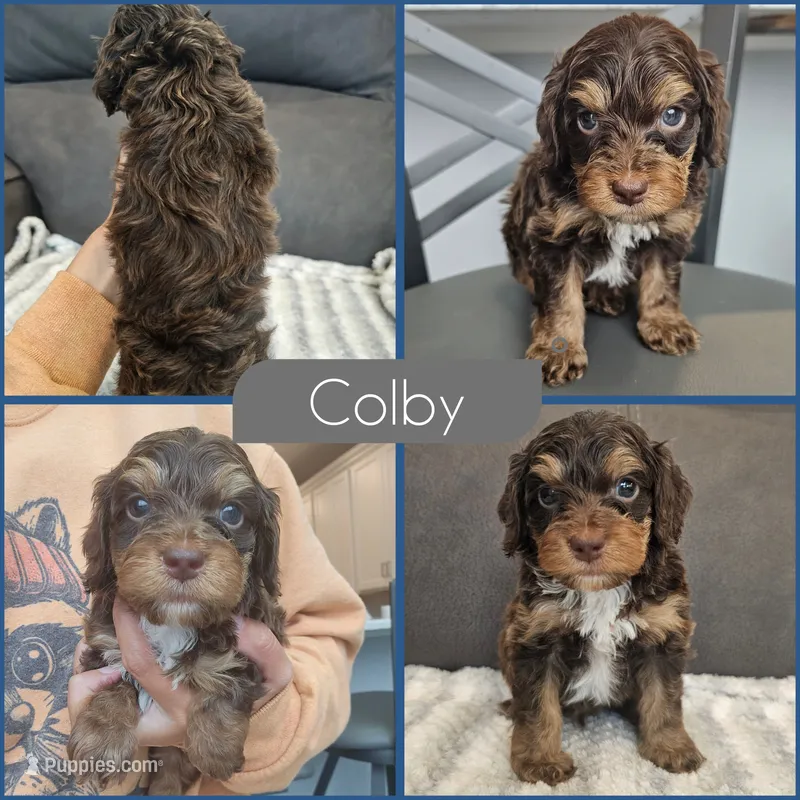 Colby – Cockapoo puppy for sale in Zanesville, OH