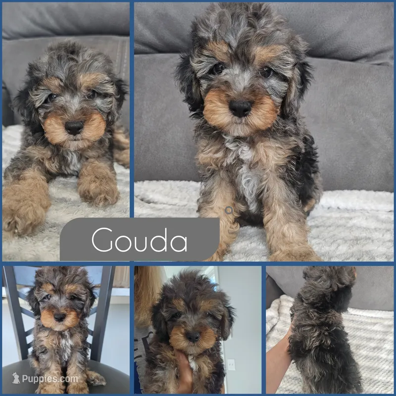 Gouda – Cockapoo puppy for sale in Zanesville, OH