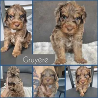 Gruyere, a male Cockapoo for sale in Zanesville, OH – 1 of 1