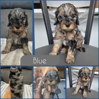Blue- $2500 if reserved by 8/23, a male Cockapoo for sale in Zanesville, OH – 2 of 3