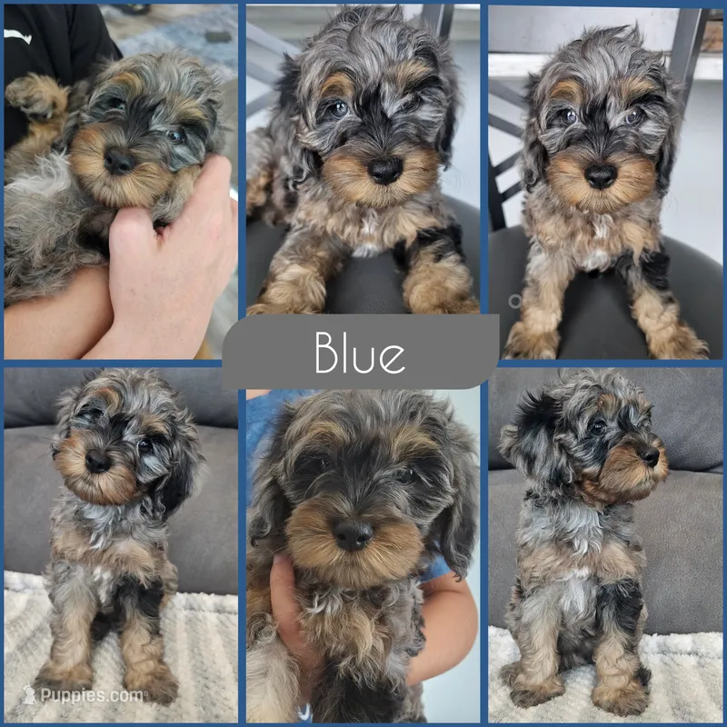 Blue – Cockapoo puppy on hold in Zanesville, OH