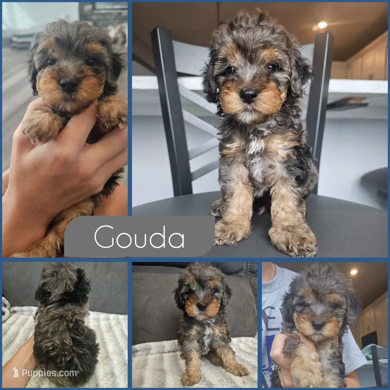 Gouda – Cockapoo puppy for sale in Zanesville, OH