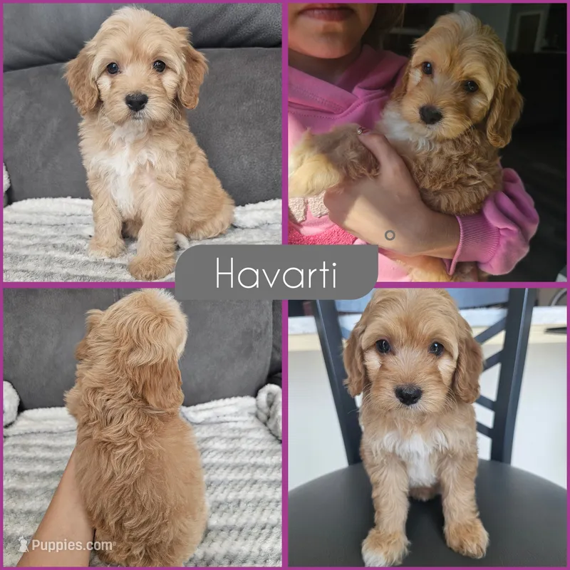 Havarti – Cockapoo puppy for sale in Zanesville, OH