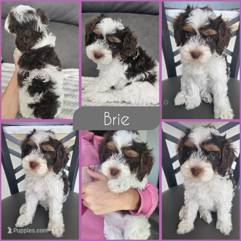 Brie- $2200 if reserved by 8/23 – Cockapoo puppy for sale in Zanesville, OH
