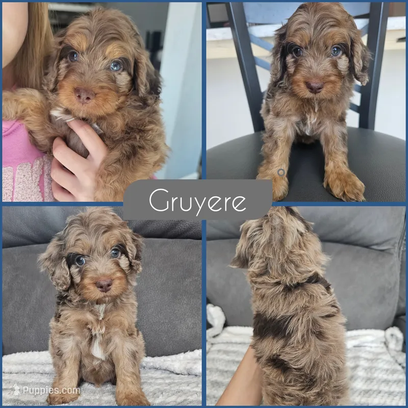 Gruyere – Cockapoo puppy for sale in Zanesville, OH
