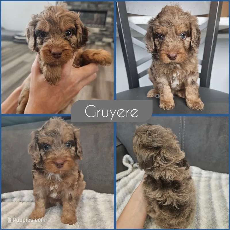 Gruyere – Cockapoo puppy for sale in Zanesville, OH