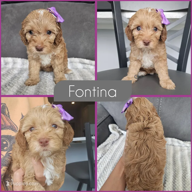 Fontina – Cockapoo puppy for sale in Zanesville, OH