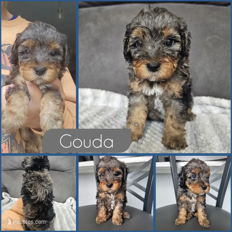 Gouda – Cockapoo puppy for sale in Zanesville, OH