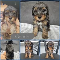 Gouda, a male Cockapoo for sale in Zanesville, OH – 1 of 1