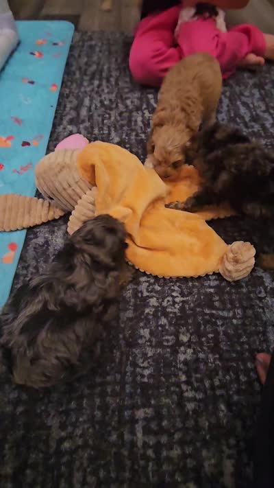 Brie- $2200 if reserved by 8/23, a female Cockapoo for sale in Zanesville, OH – 4 of 4