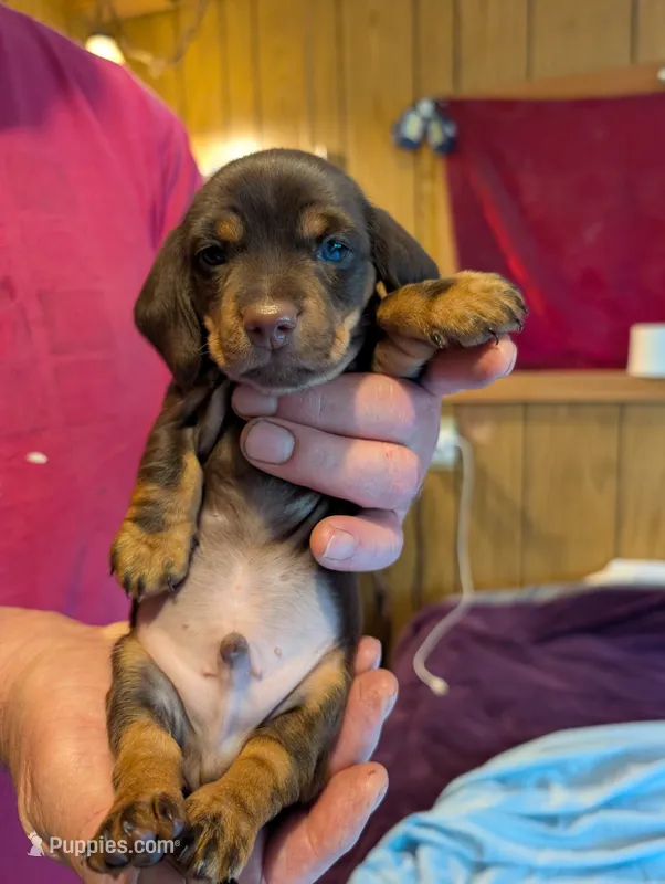 Ccc – Miniature Dachshund puppy for sale in Shelton, WA