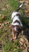 Bub, a male Miniature Dachshund for sale in Shelton, WA – Photo 7 of 8