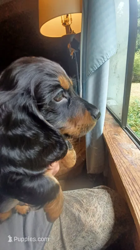 Ddd – Miniature Dachshund puppy for sale in Shelton, WA