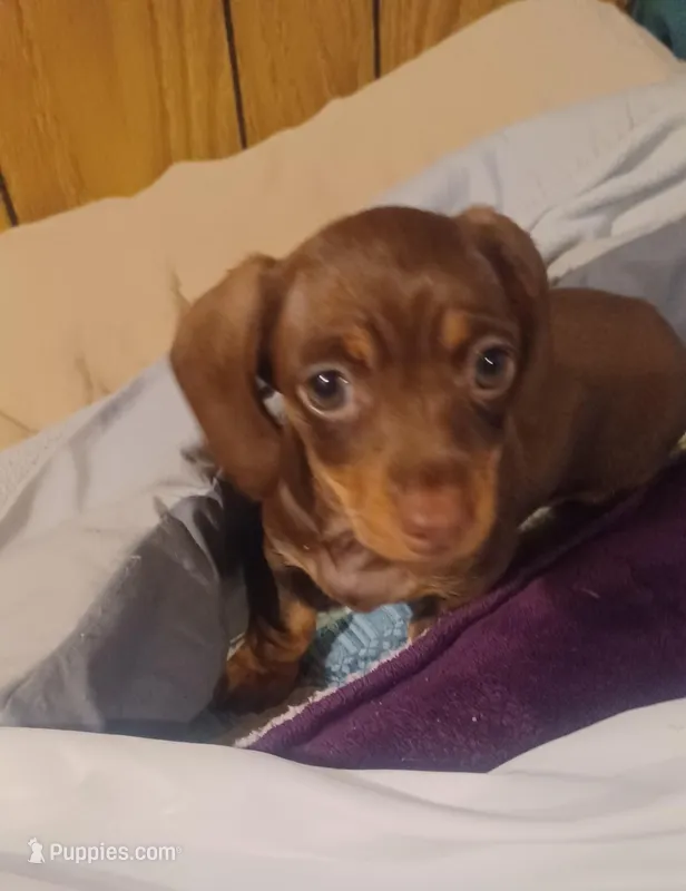 Adorable – Miniature Dachshund puppy for sale in Shelton, WA