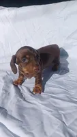 2A-red, a female Miniature Dachshund for sale in Shelton, WA – Photo 3 of 4