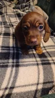 Tigur, a female Miniature Dachshund for sale in Shelton, WA – Photo 7 of 9