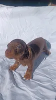 2A-red, a female Miniature Dachshund for sale in Shelton, WA – Photo 2 of 4