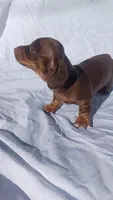 2A-red, a female Miniature Dachshund for sale in Shelton, WA – Photo 4 of 4