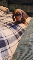 Tigur, a female Miniature Dachshund for sale in Shelton, WA – Photo 8 of 9