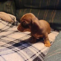Tigur, a female Miniature Dachshund for sale in Shelton, WA – Photo 9 of 9