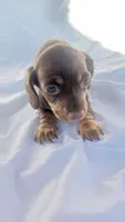 2A-red, a female Miniature Dachshund for sale in Shelton, WA – Photo 1 of 4