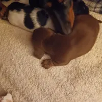 Ccc, a male Miniature Dachshund for sale in Shelton, WA – Photo 4 of 6