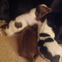 Ccc, a male Miniature Dachshund for sale in Shelton, WA – Photo 5 of 6