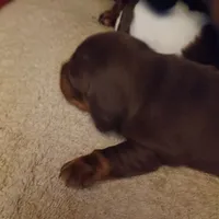 Ccc, a male Miniature Dachshund for sale in Shelton, WA – Photo 6 of 6