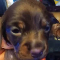 Ccc, a male Miniature Dachshund for sale in Shelton, WA – Photo 1 of 6