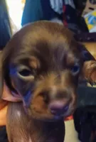 Ccc, a male Miniature Dachshund for sale in Shelton, WA – Photo 1 of 6