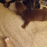 Ccc, a male Miniature Dachshund for sale in Shelton, WA – Photo 3 of 6