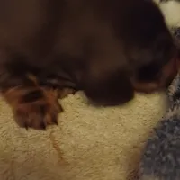 Ccc, a male Miniature Dachshund for sale in Shelton, WA – Photo 2 of 6