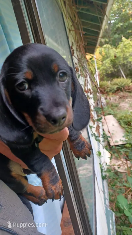 Eee – Miniature Dachshund puppy for sale in Shelton, WA
