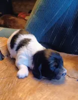 Aaa, a female Miniature Dachshund for sale in Shelton, WA – Photo 9 of 10