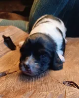 Aaa, a female Miniature Dachshund for sale in Shelton, WA – Photo 8 of 10